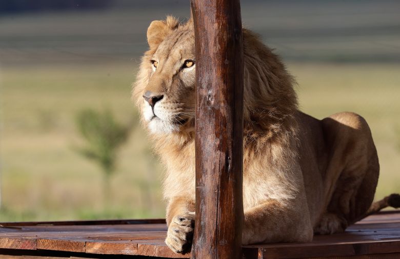 How do lions grab attention? They roar like babies