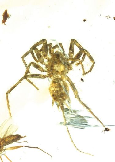 Ten New Spider Species Found in Madagascar