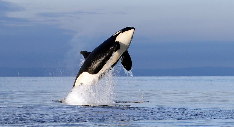 FILE–In this Jan. 18, 2014, file photo, an endangered female orca leaps from the water while breaching in Puget Sound west of Seattle, Wash. With just 76 whales left, the fragile population of endangered Puget Sound orcas is at a 30-year low. Washington state lawmakers are pitching a number of measures to save them from extinction. (AP Photo/Elaine Thompson, file)