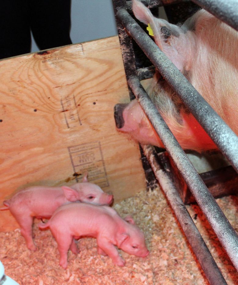 Wisconsin high school students learn to take care of piglets | The Seattle  Times