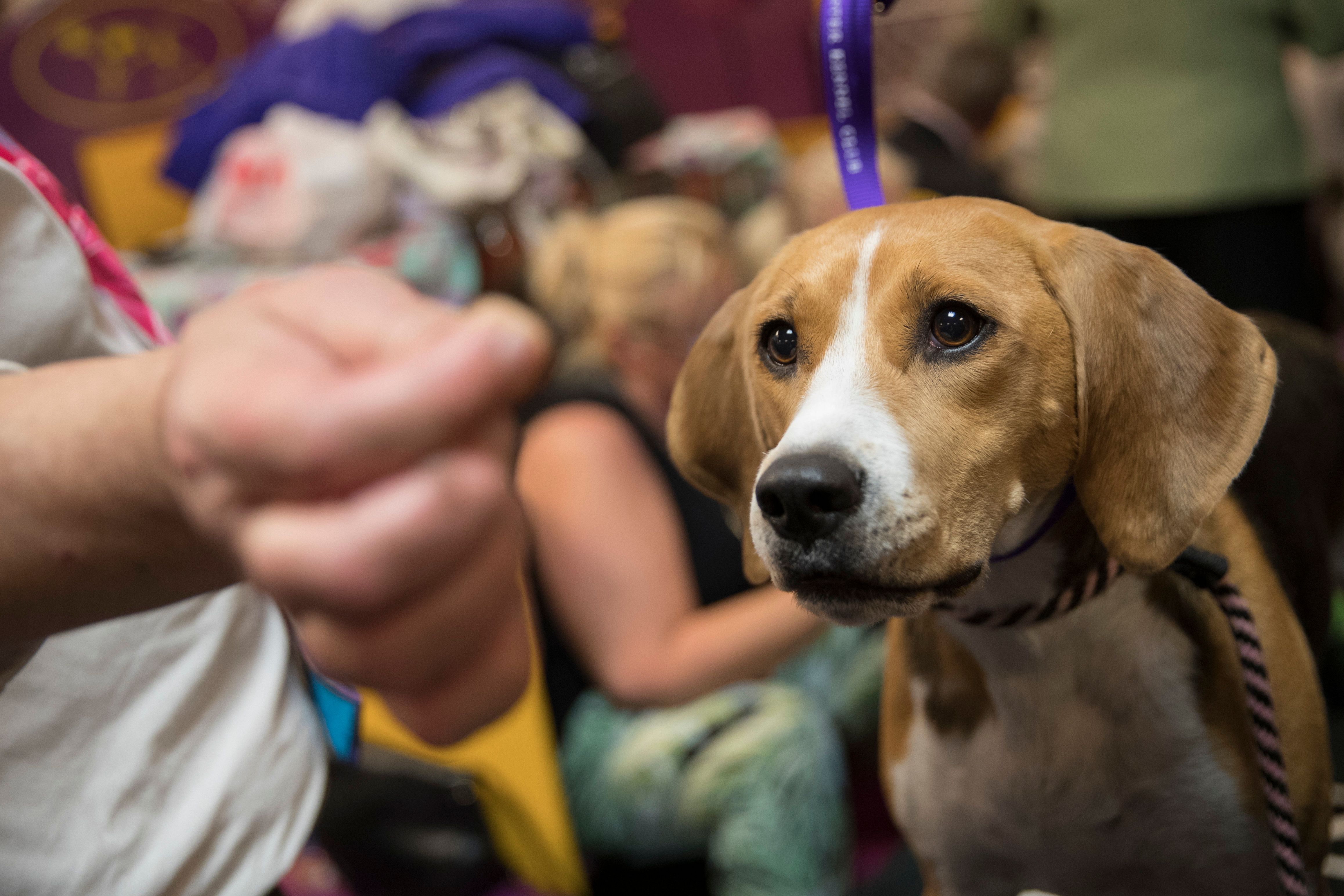 Westminster show dogs have some unusual food faves The Seattle Times