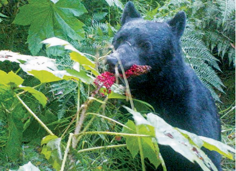 Black bears could play important role in dispersal of pathogen