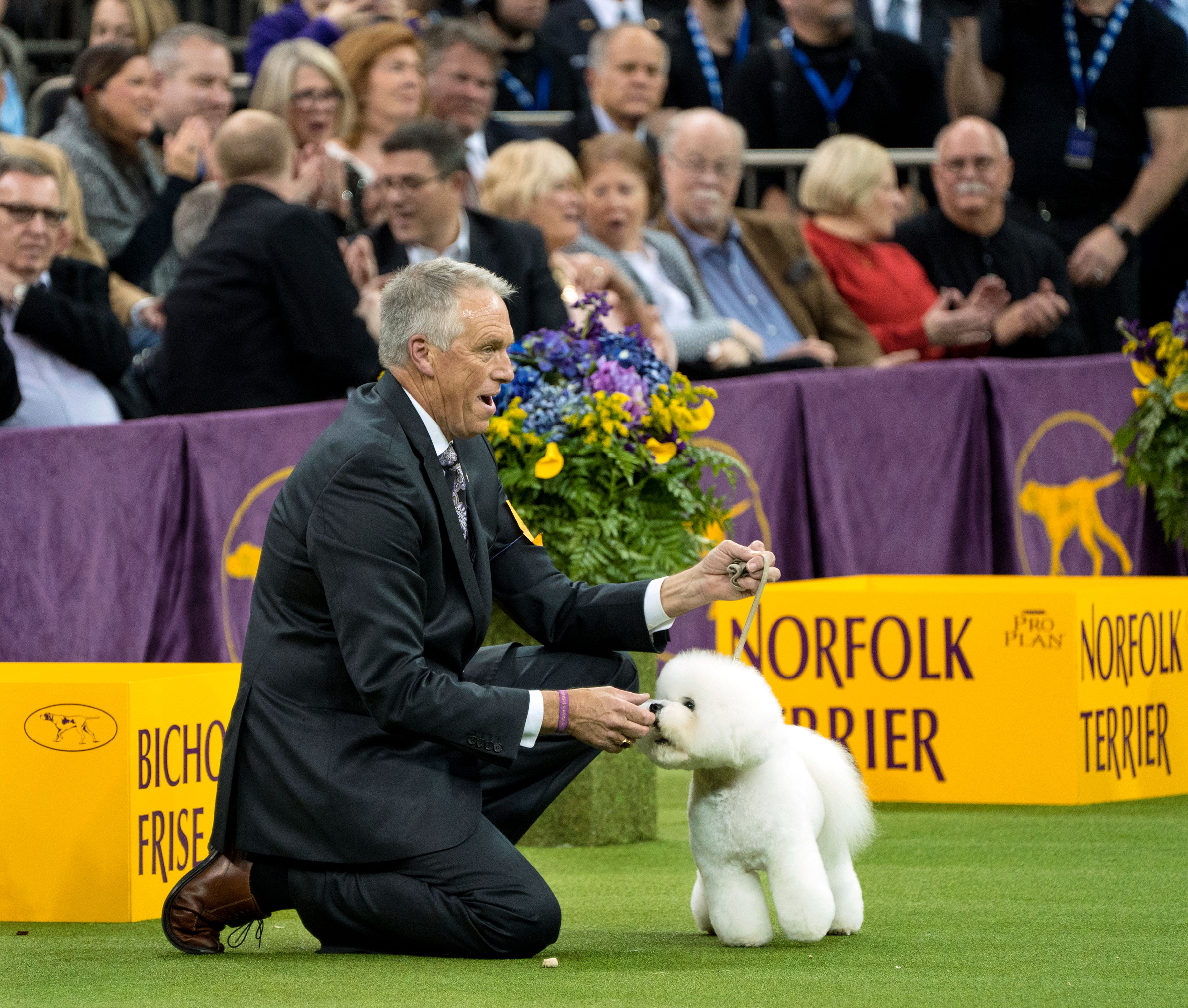 Bichon frise hotsell kennel club