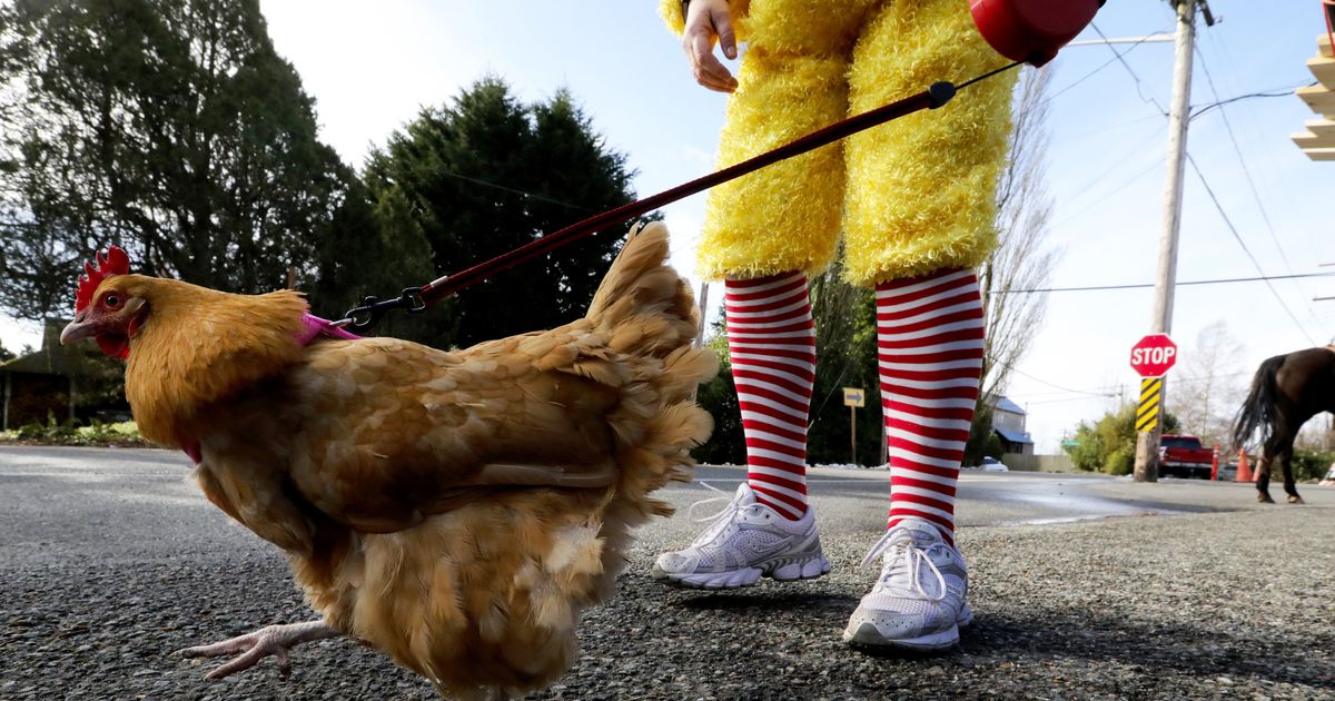 Edison’s annual Chicken Parade draws the real thing and the wannabes