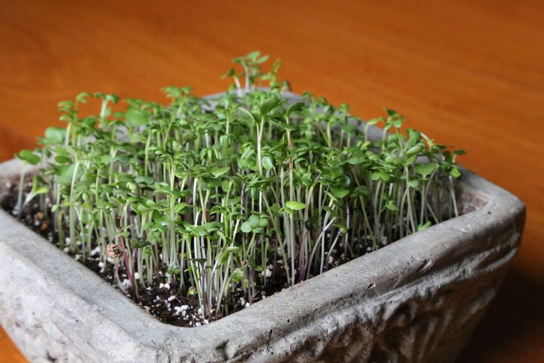 Education Zone, How To Grow Salad Cress