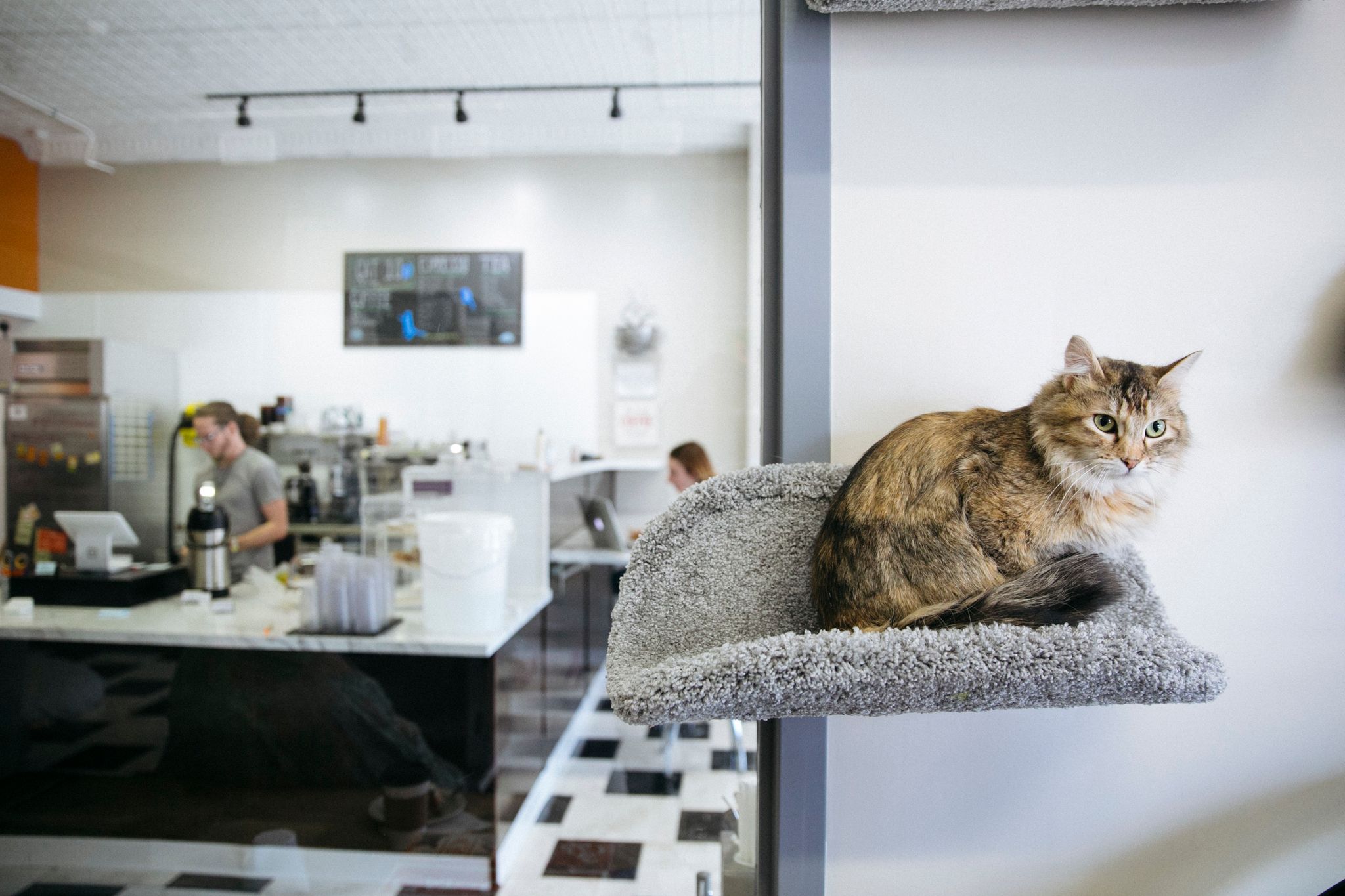 Cat cafe. Cat Cat гостиница для кошек. Meow Meow гостиница для кошек. Кошачье кафе. Котокафе интерьер.