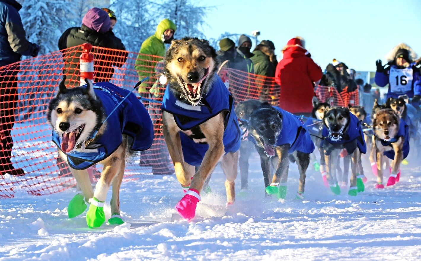 Sled Dogs: Fairbanks shops Alaska