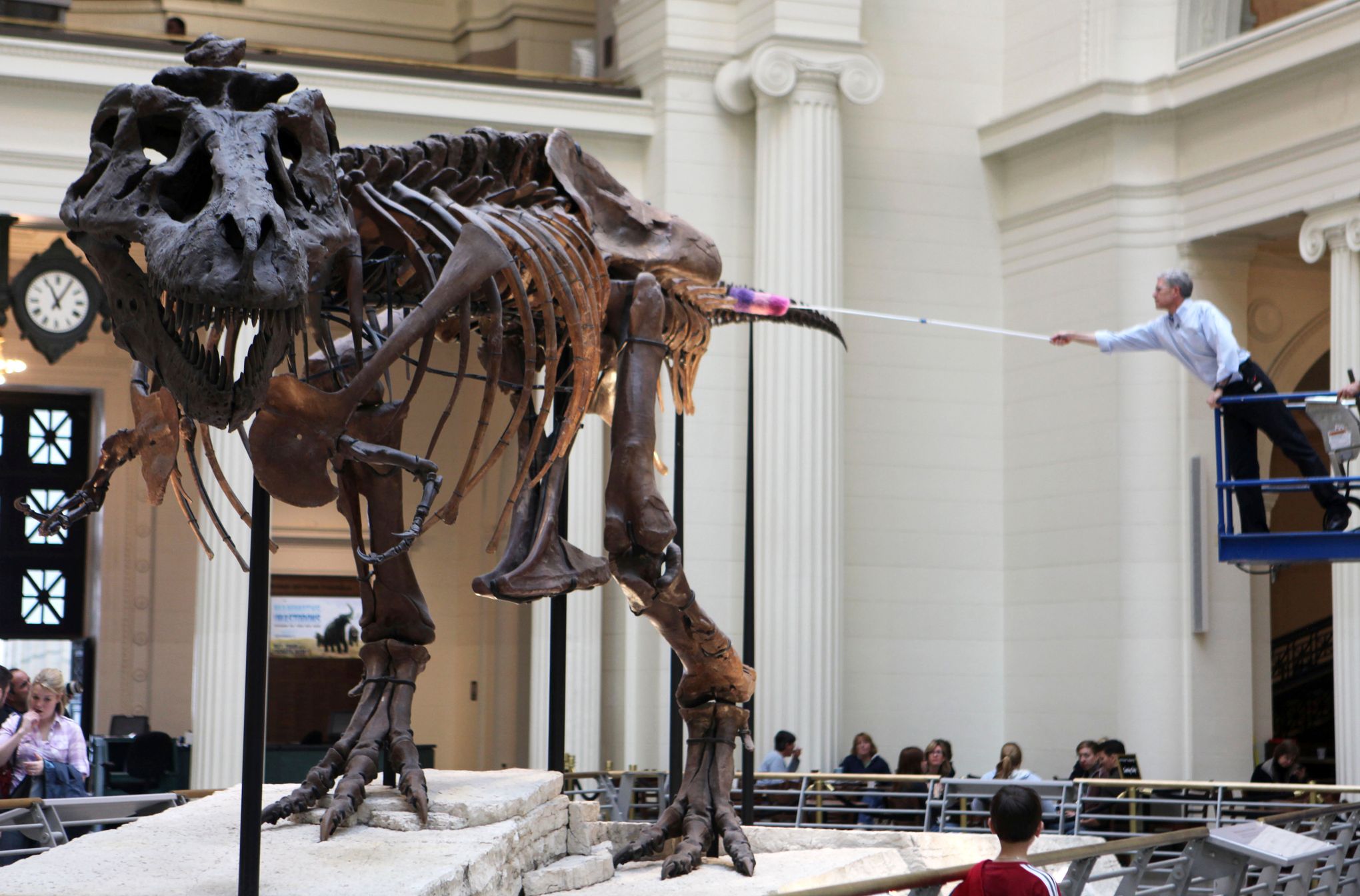 SUE the T. rex - Field Museum