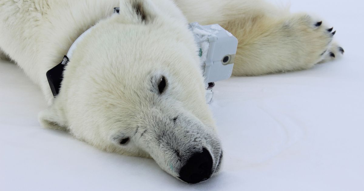 Arctic Sea Ice Thins So Do Polar Bears, Is It Legal To Own A Polar Bear Rug