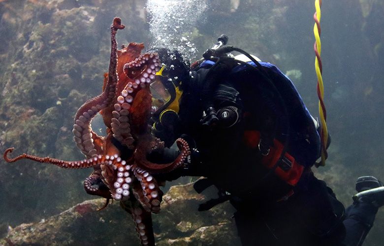 Octopus Week at Seattle Aquarium | The Seattle Times