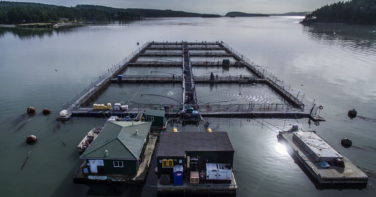 Cooke Aquaculture inspection finds problems at 2 other Atlantic salmon ...