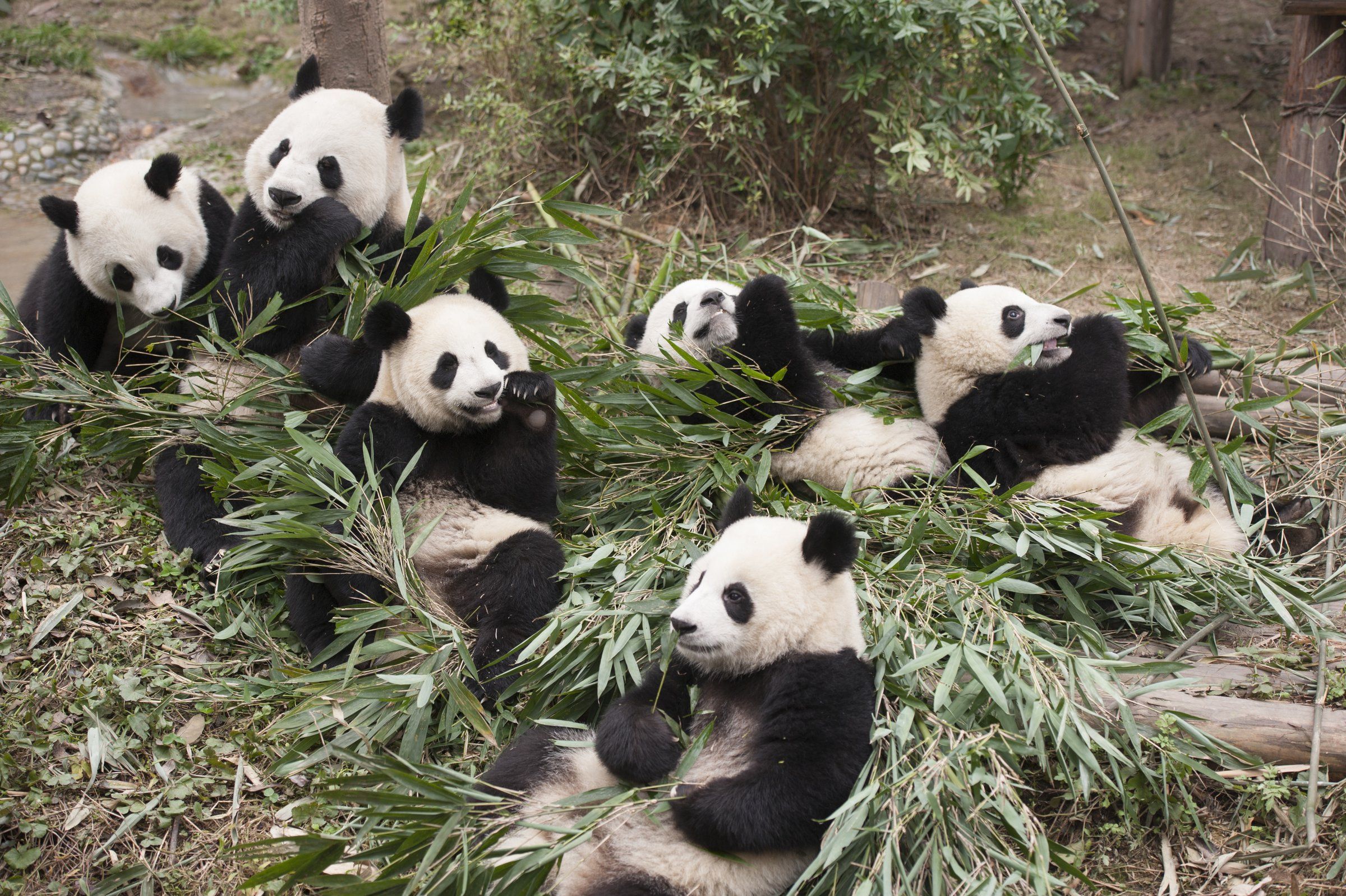 Pandas' documentary: So cute! And also educational and dazzling