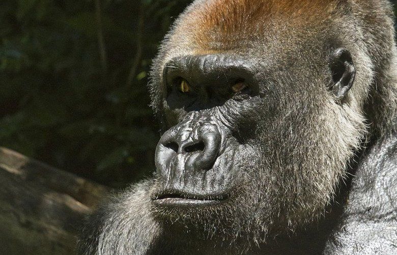 03302018_leogorilla_112801_tzr