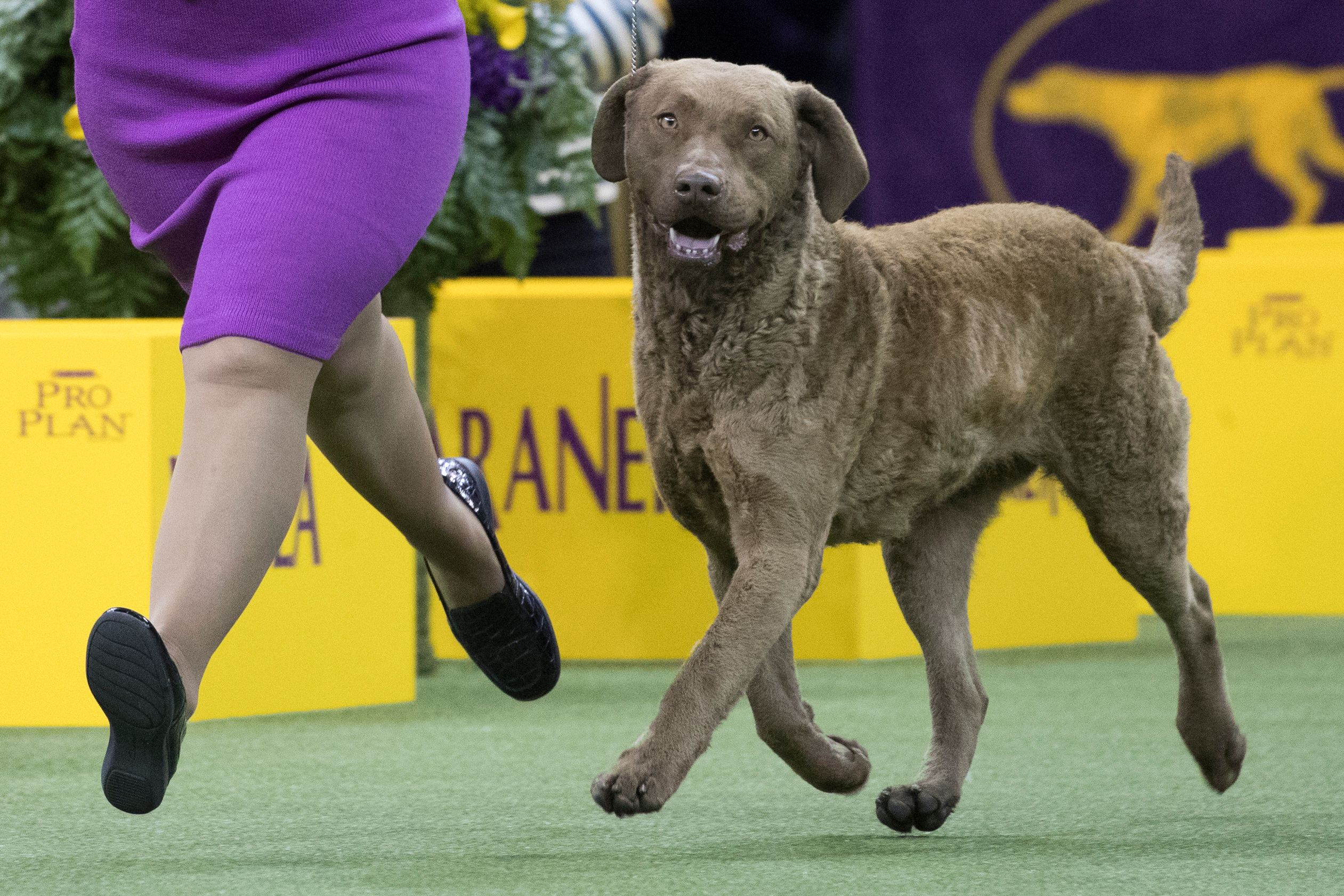 Westminster dog show hot sale chesapeake bay retriever