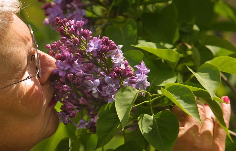 Finding the right variety is the key to loving your lilacs