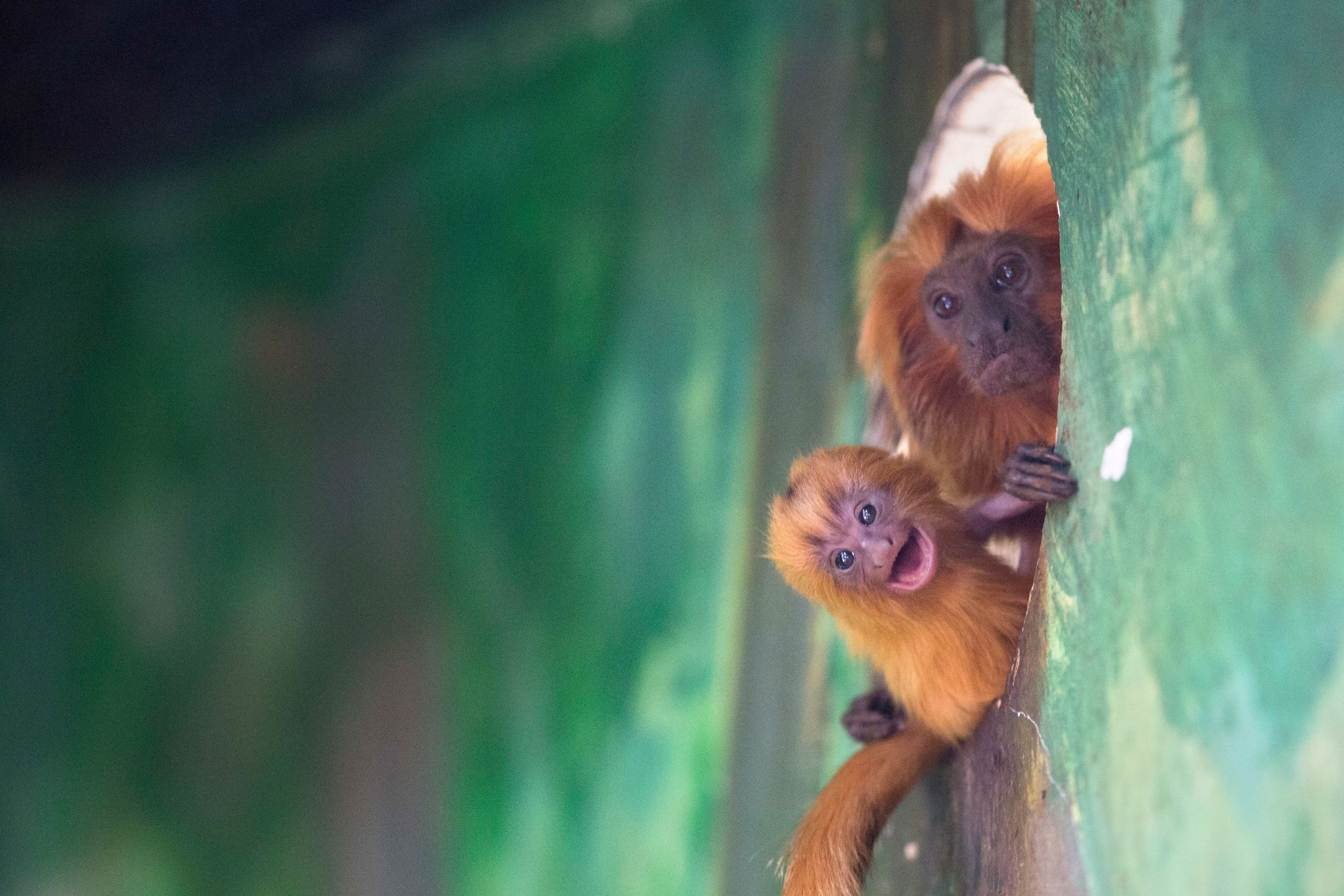 Monkeys looking like lions: Moscow Zoo has now its first rare