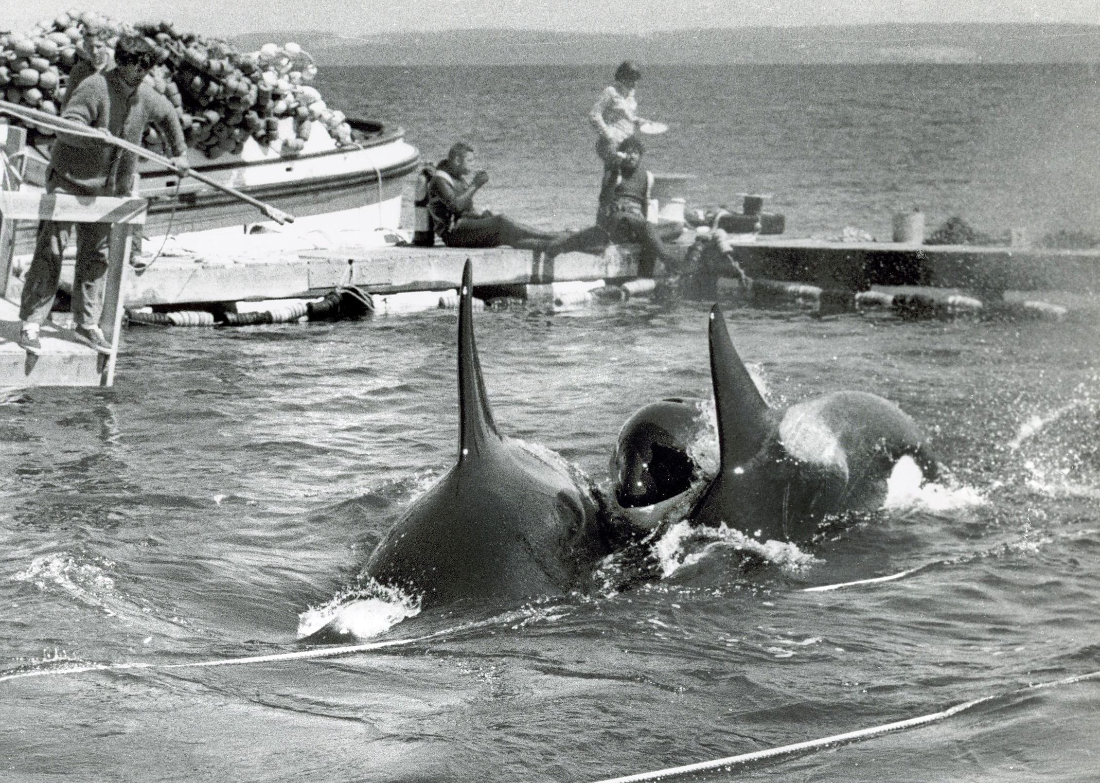 1961年 ERS vs WHALES 記念ボール From the Archives: A whale of a tale or two or …