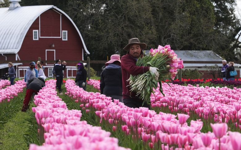 Tulip Town and its display gardens offers a good bet for finding blooms throughout much of the Skagit Valley Tulip Festival, and you can get off your bike and wander among flowers. (Alan Berner/The Seattle Times, 2017)