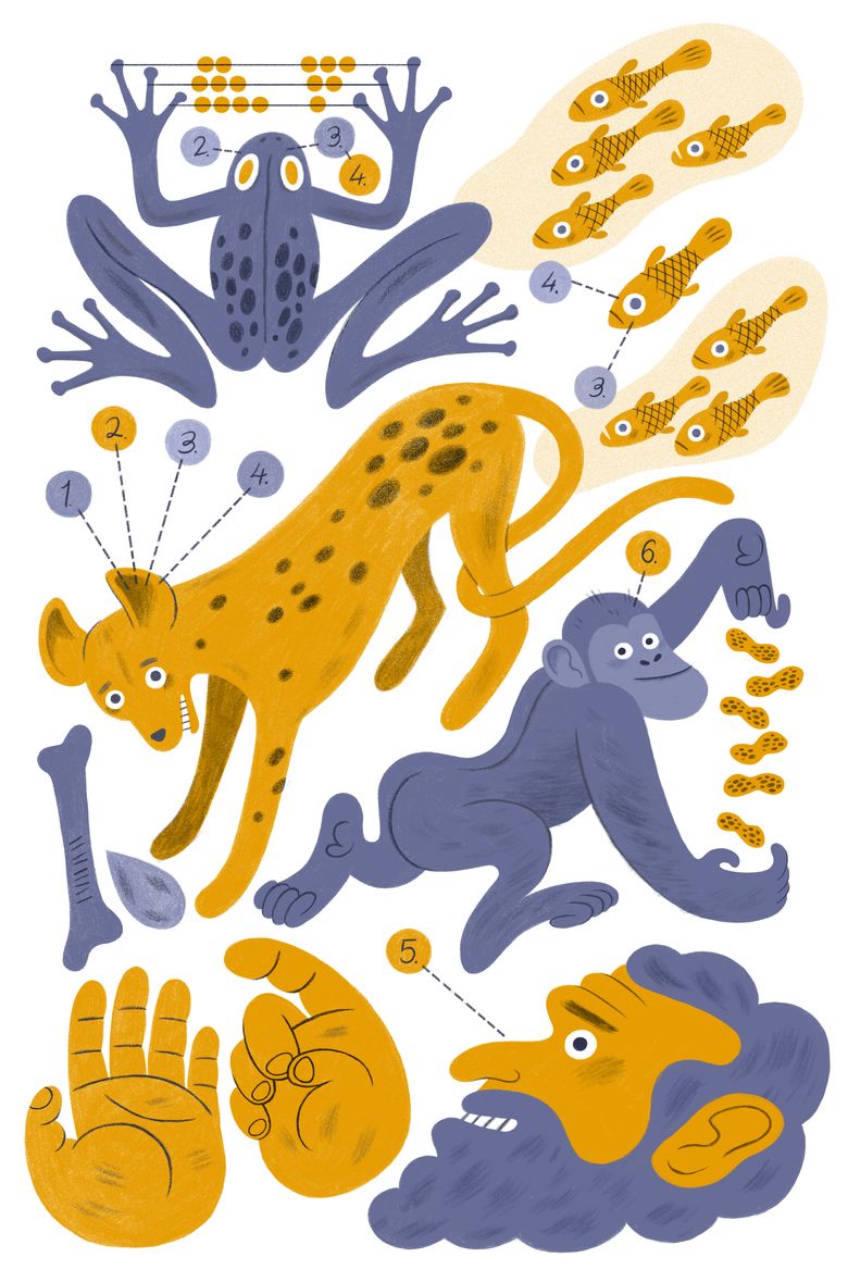 Many animals can count, some better than you | The Seattle Times Many animals can count, some better than you | The Seattle Times