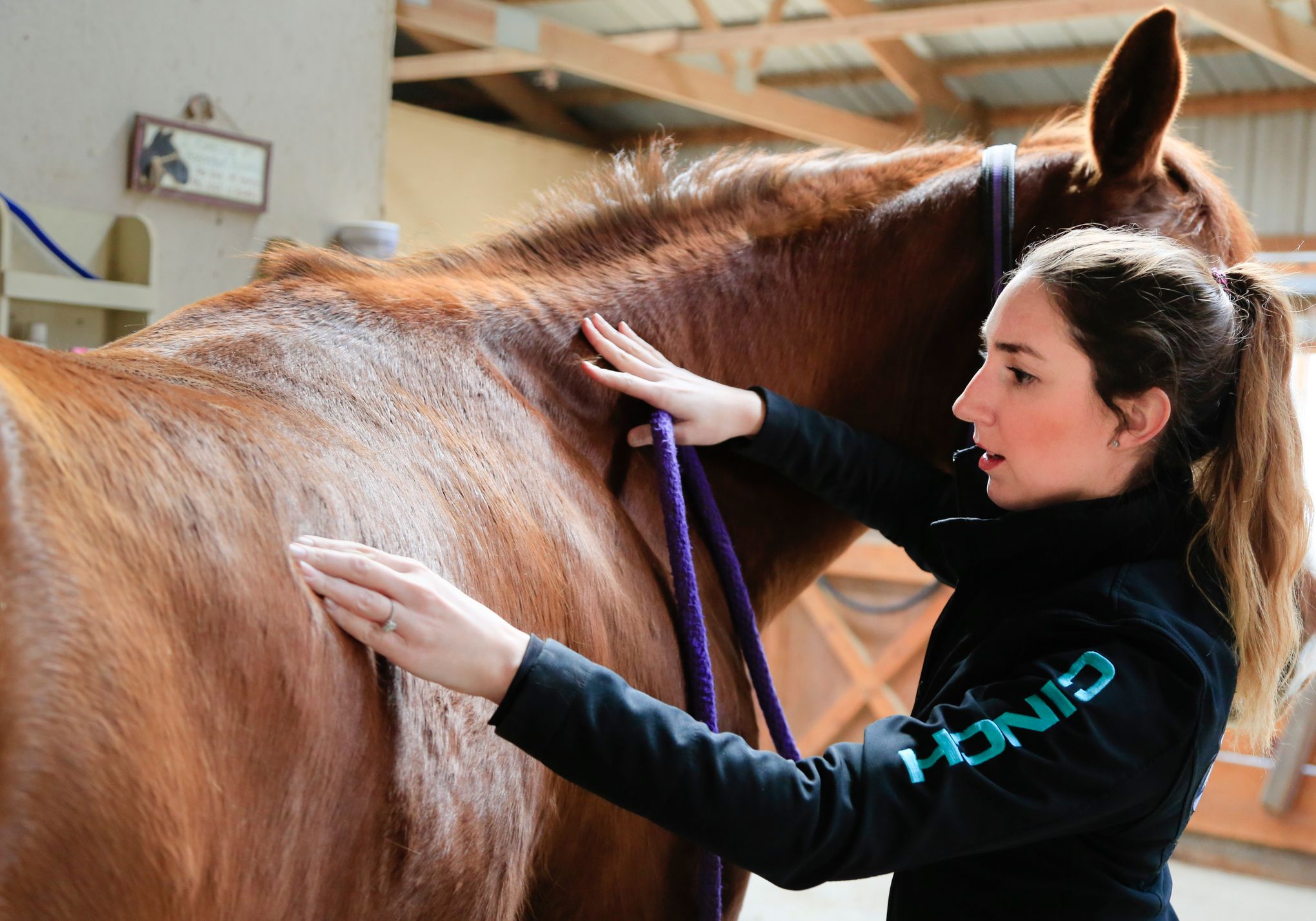 A little tight? Nebraska could end horse massage licensing | The Seattle  Times