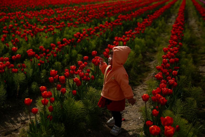 Bella Yao, 3, of British Columbia, takes in the blooms in a tulip field near Mount Vernon during the 2015 Skagit Valley Tulip Festival. (Erika Schultz/The Seattle Times)