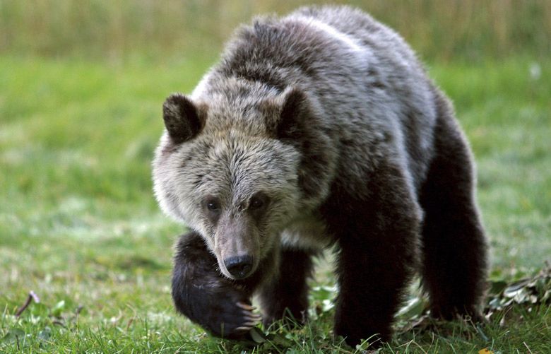 Grizzlies could roam wildest reaches of Washington state again