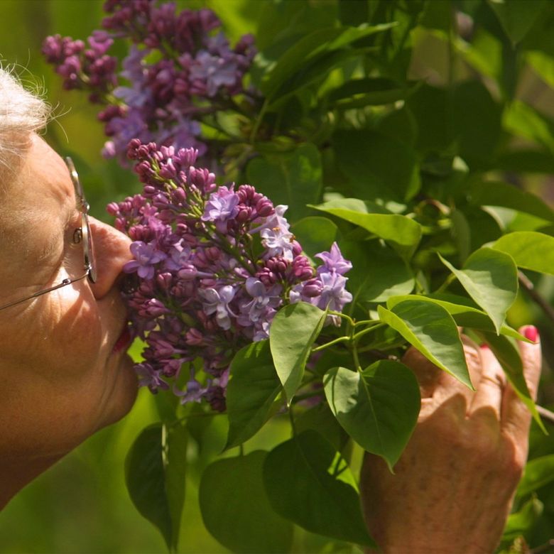 Finding the right variety is the key to loving your lilacs