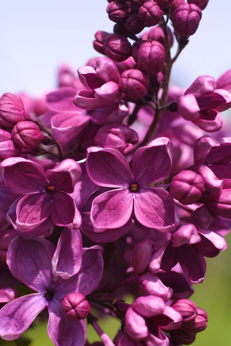 Finding the right variety is the key to loving your lilacs