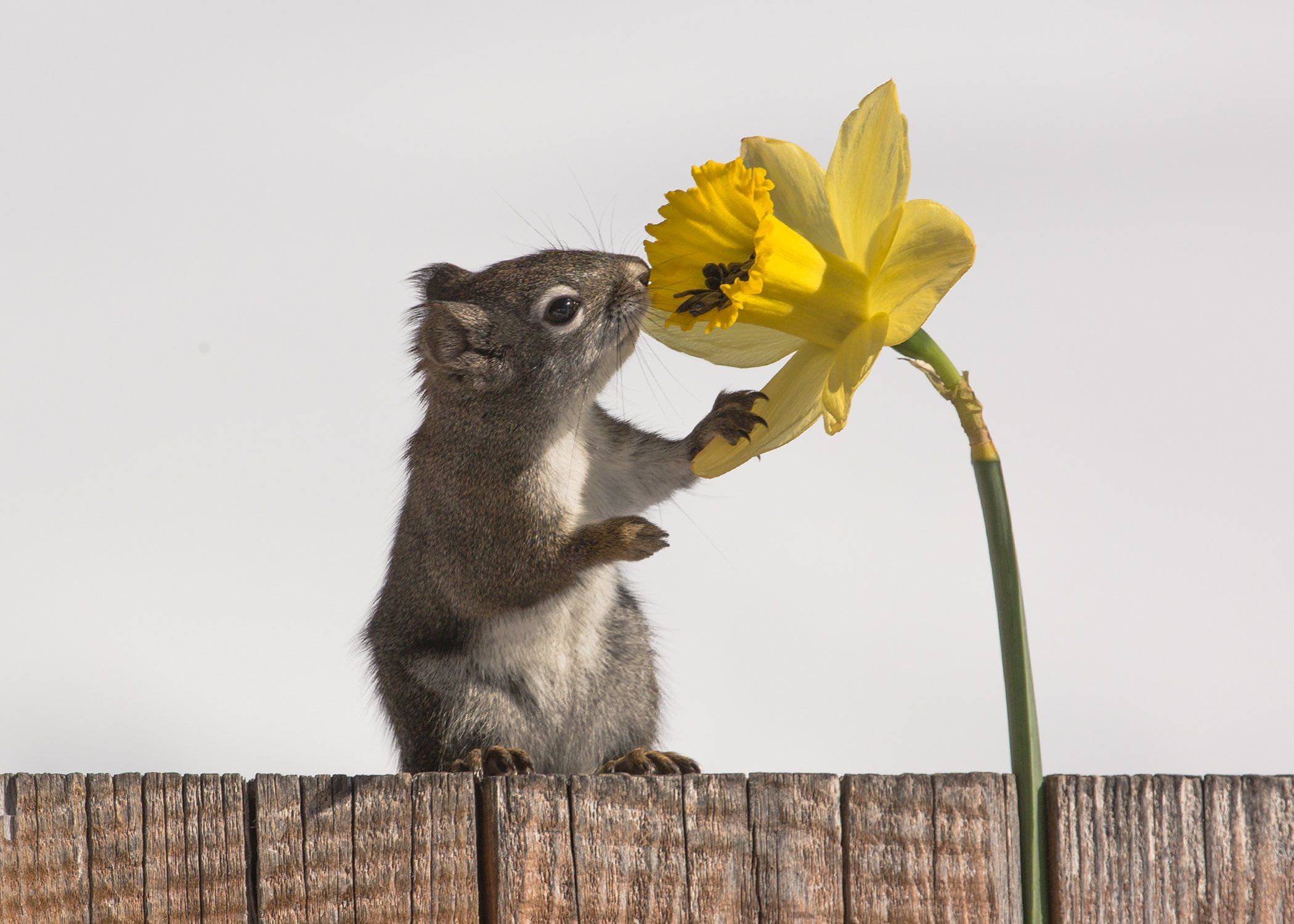 Reader's Lens | A picture-perfect squirrel greets spring | The