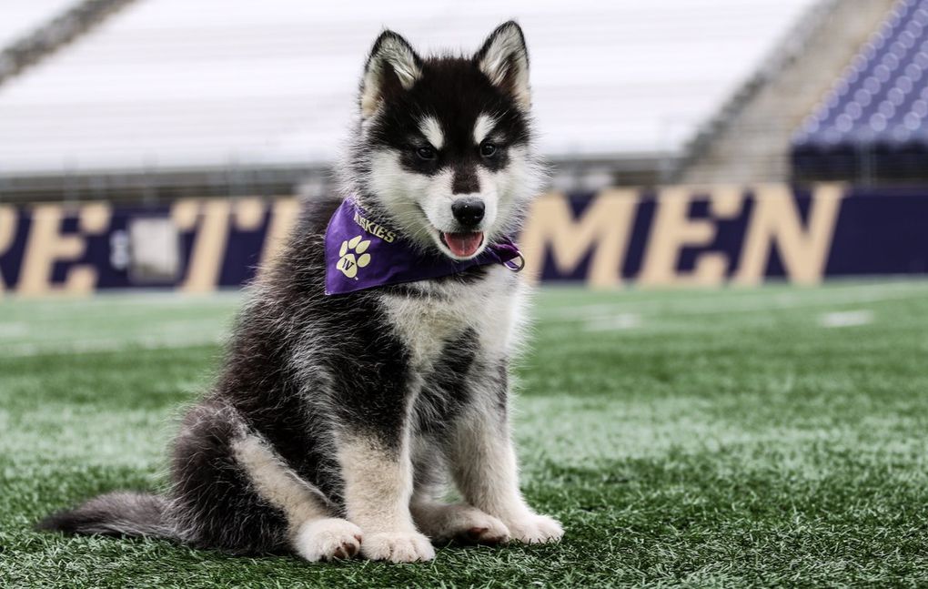 History of the Washington Huskies Mascot