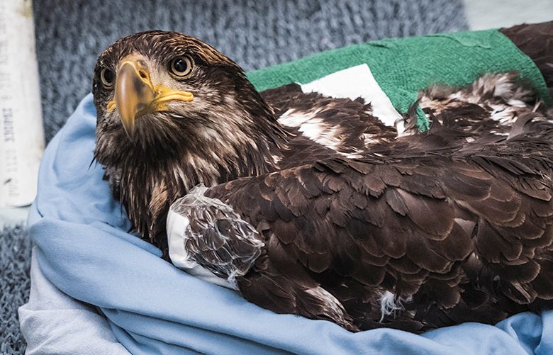 A juvenile bald eagle lays in a nest of blankets as it rehabs at PAWS in Lynnwood.  PAWS wildlife rehabilitates Robbie Thorson and Jamie Thomas care for as variety of animal brought to the Lynnwood sanctuary due to injury and illness.  Photographed Monday, January 29, 2018.