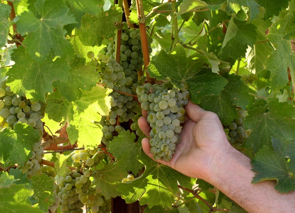 Woodward Canyon’s Rick Small cradles a cluster of grapes in his vineyard. He has planted grapes in different areas in recent years because of warmer temperatures. (Thomas P. Skeen / Walla Walla Union-Bulletin)