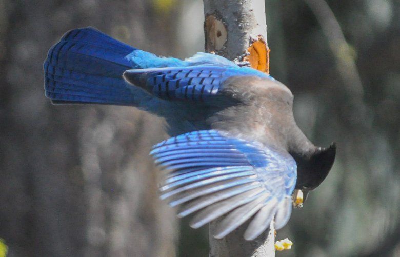 Leavenworth’s annual birding fest has something for everyone — from