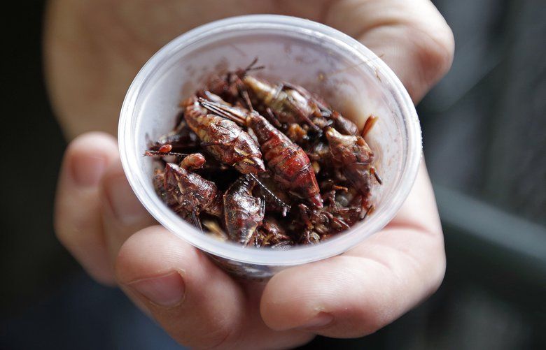 At Seattle Mariners games, grasshoppers are a favorite snack