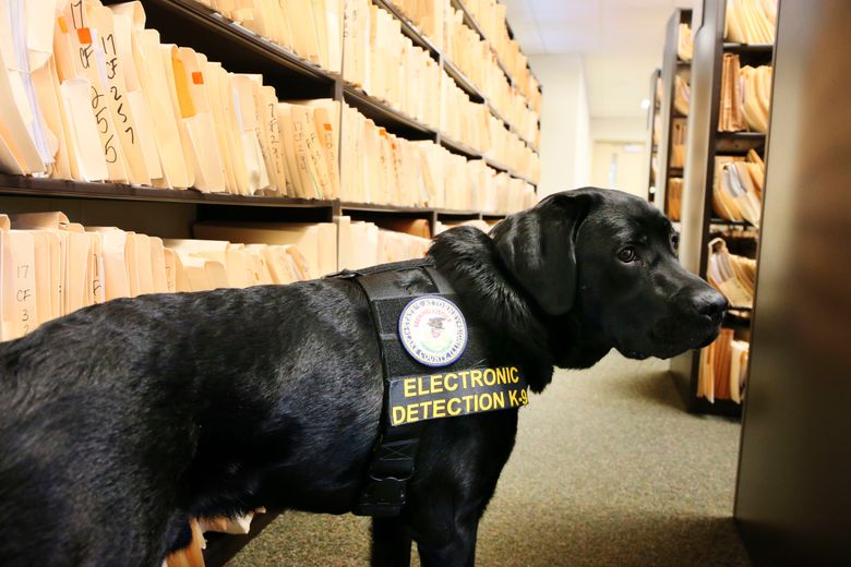 Xxx Dog Sd Vodoe - Illinois uses electronic-sniffing dog for child porn cases | The Seattle  Times