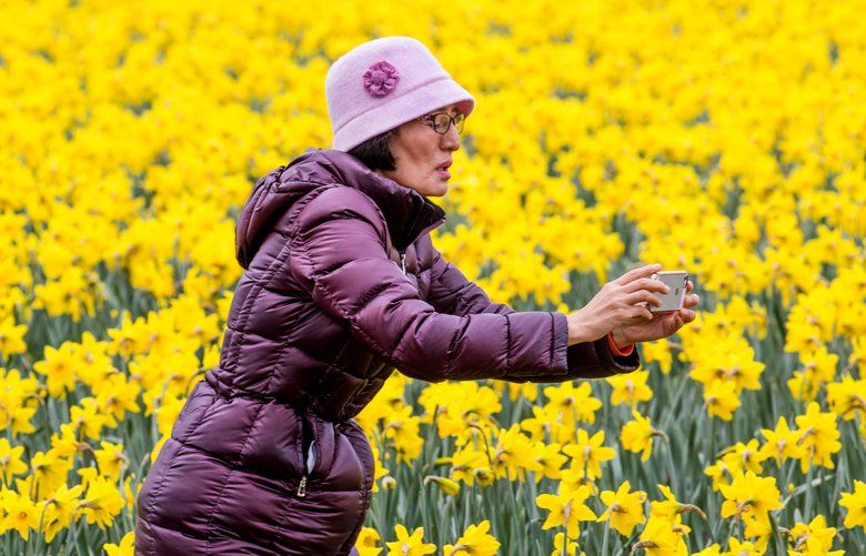 It’s daffodil season! Catch the Daffodil Festival parades throughout