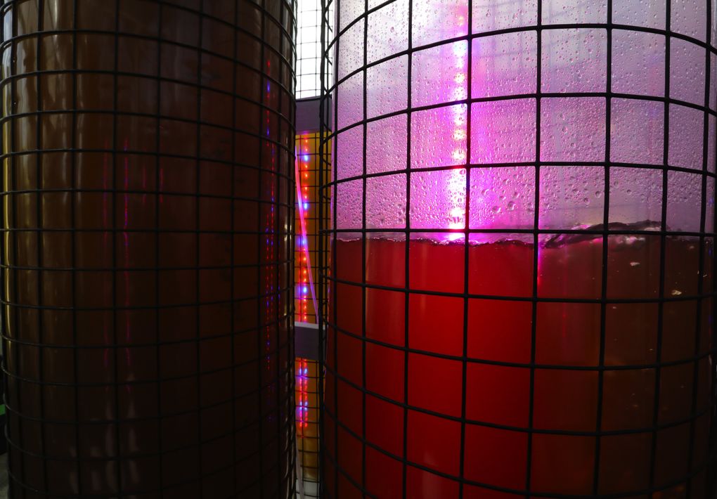 Microalgae, 5,000,000 cells per milliliter, are grown at the Puget Sound Restoration Fund’s conservation hatchery to feed oysters. Multicolor lights help propagation. (Alan Berner/The Seattle Times)
