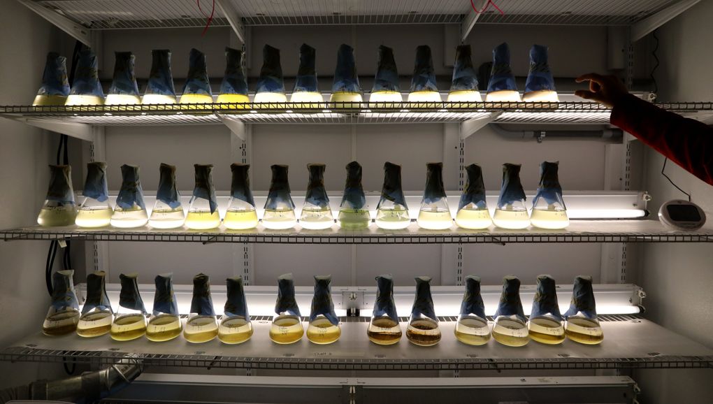 Microalgae stock cultures are kept in beakers at the Kenneth K. Chew Center for Shellfish Research and Restoration. (Alan Berner/The Seattle Times)