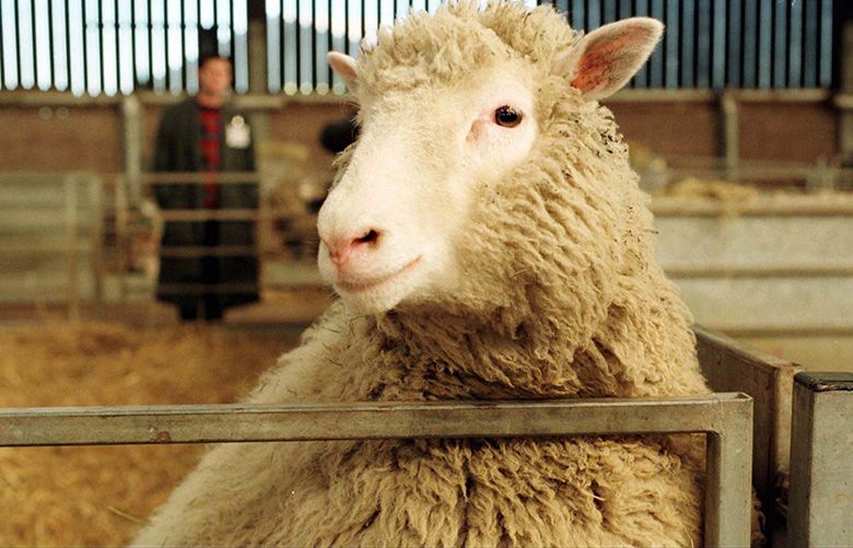 Scientist behind Dolly the cloned sheep, a key to Parkinson's research, has disease himself | The Seattle Times Scientist behind Dolly the cloned sheep, a key to Parkinson's research, has disease himself | The Seattle Times