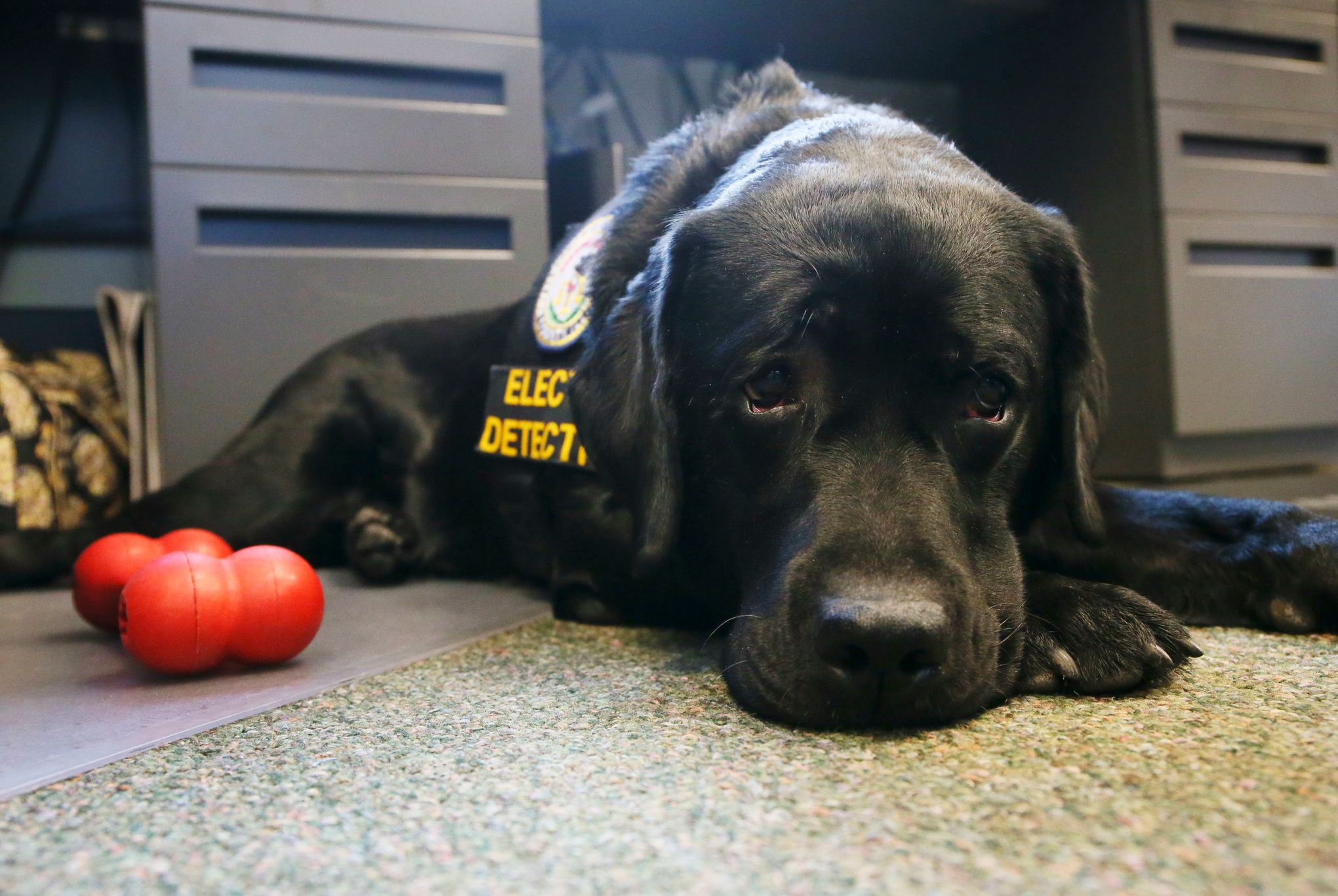 Illinois uses electronic-sniffing dog for child porn cases | The Seattle  Times