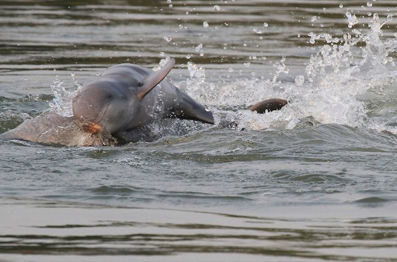 Census finds increase in Mekong River's Irrawaddy dolphins