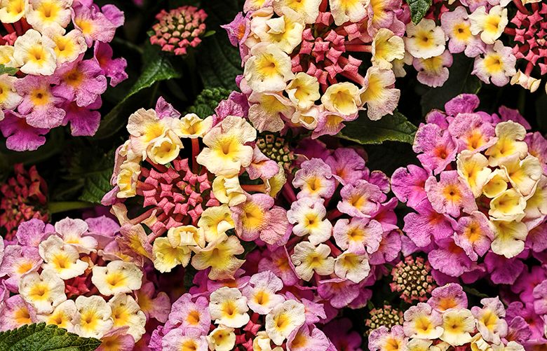 Mom will love these colorful hanging baskets — and so will the