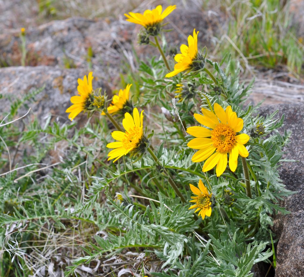 Balsamroot flowers brighten the spring landscape along the Yakima Skyline Trail. (Jeff Layton)