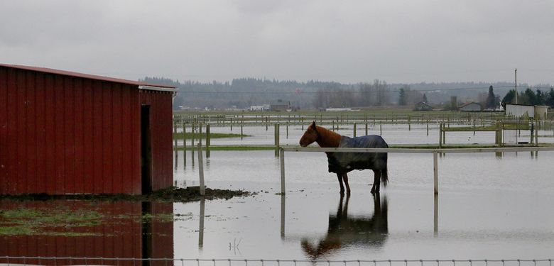 A horse is reflected in its flooded field just south of Mount Vernon. (Alan Berner/The Seattle Times)