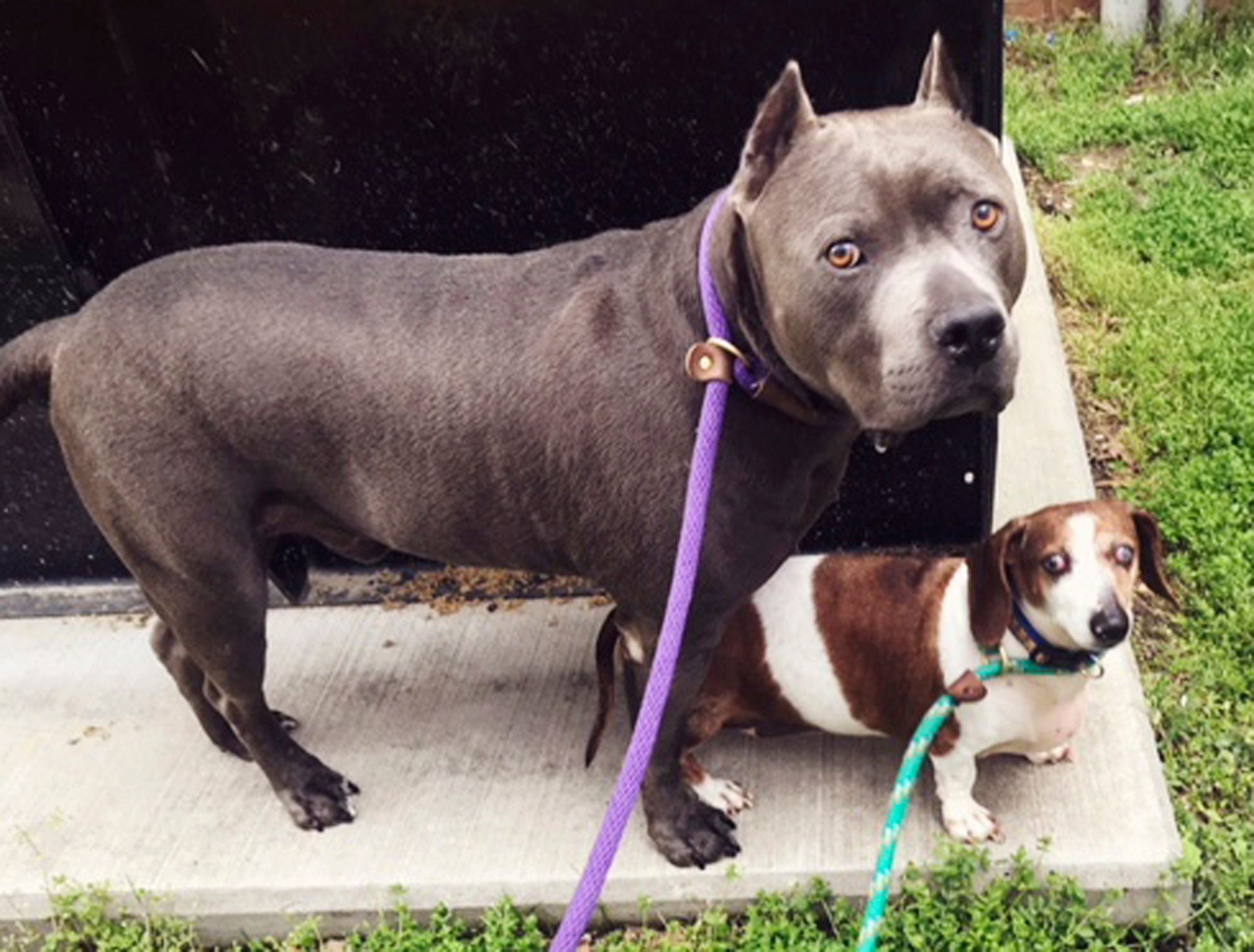 Weenie dog and sales pitbull