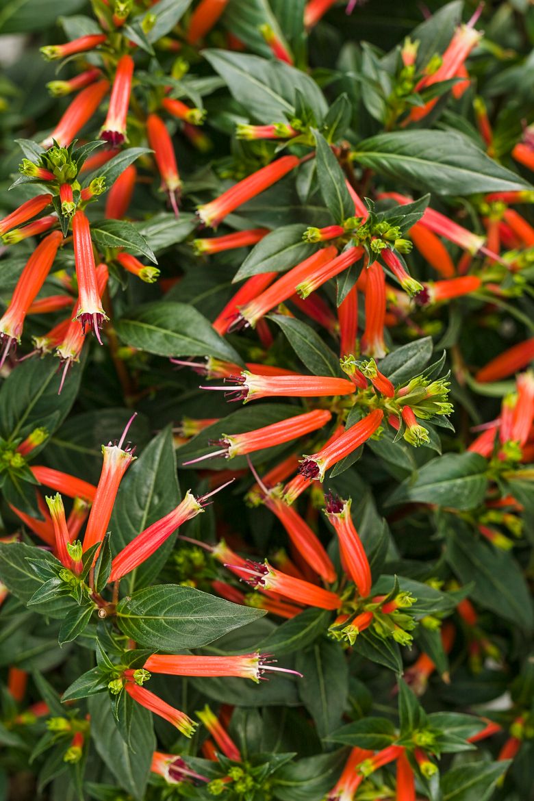 aglaonema anyamanee variegated Aglaonema Anyamanee in growers pot – Oasis Gardens