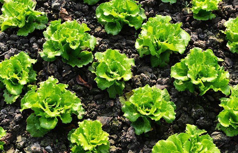 The monthlong outbreak of a virulent E. coli strain tied to romaine lettuce has now sent 42 people to hospitals in 19 states, according to federal officals. (Dreamstime/TNS)