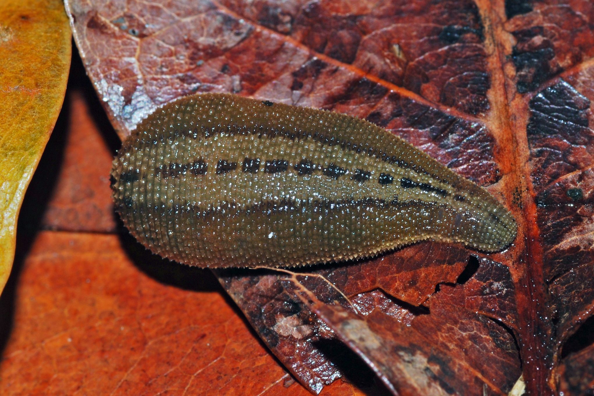New species of blood-sucking leech discovered in DC-area