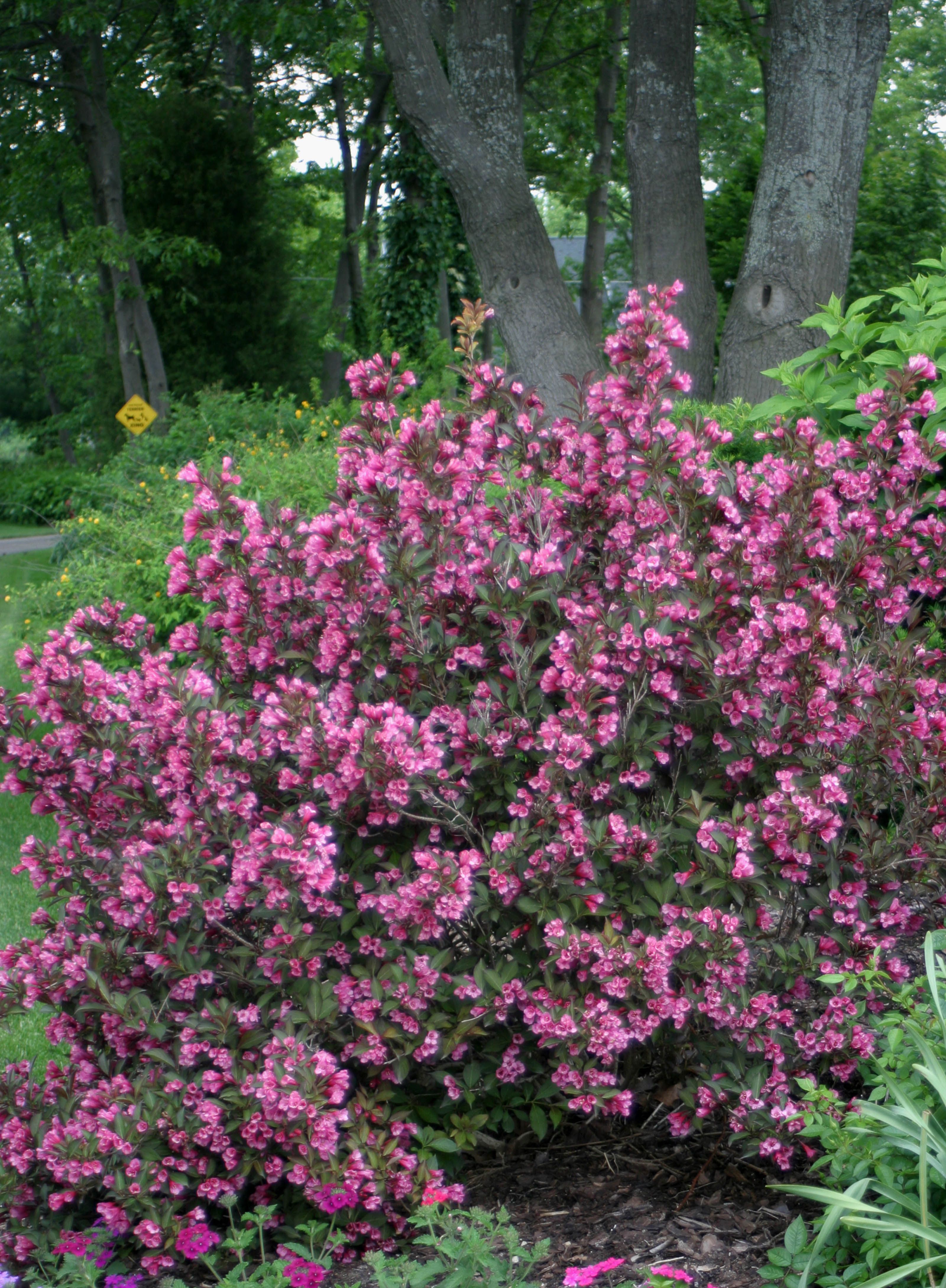 Weigela plant on sale