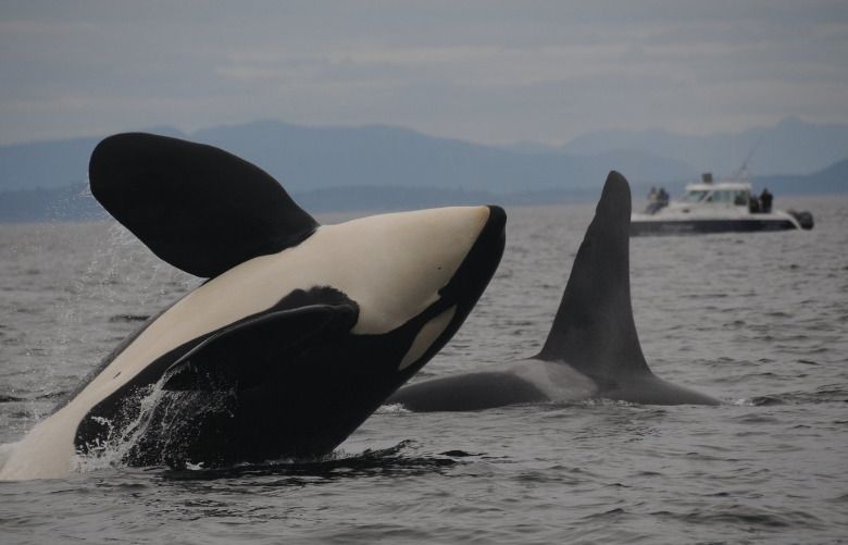 ‘Two guys are doing all of the work’: Southern-resident orcas ...